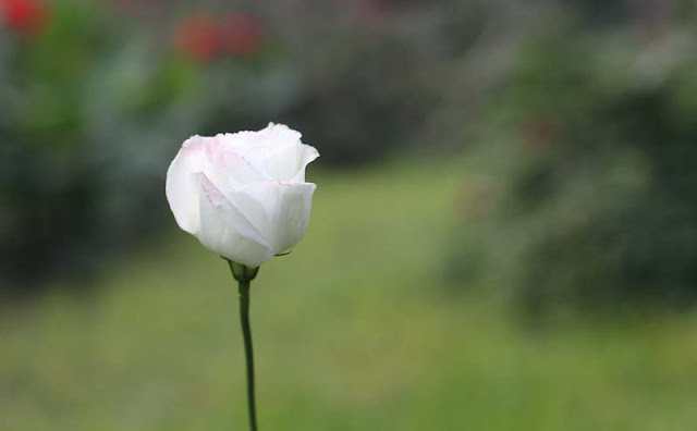 Lisianthus Flowers Pictures