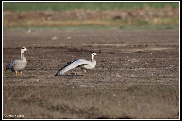 Bar headed goose yoga