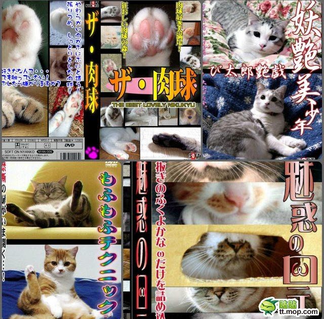 開心瘋人院 從動物的角度看a片封面大概就是這個感覺