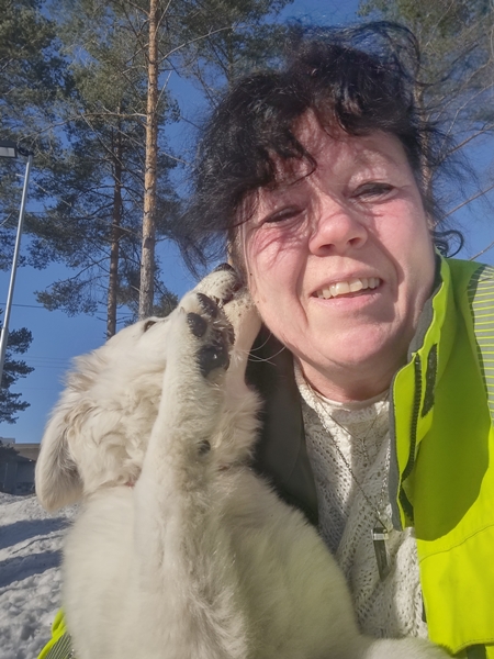 hvit gjeterhund på jobb