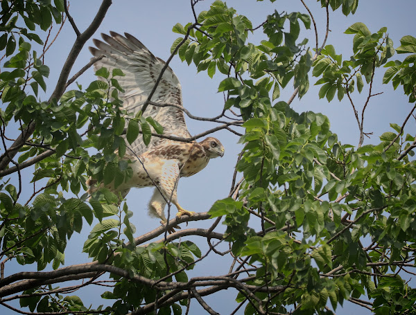 Tompkins red-tail chick #1 branching