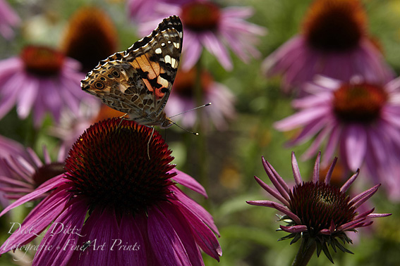 Distelfalter (Vanessa cardui) an Sonnenhut