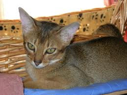 abyssinian tabby