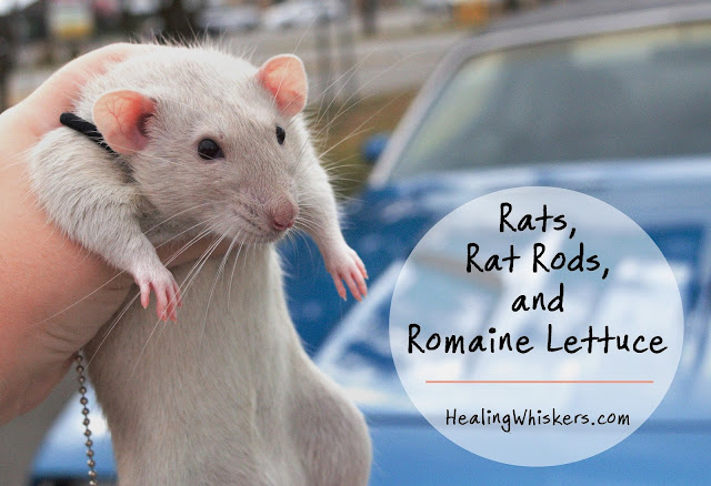 Rats, Rat Rods, and Romaine Lettuce