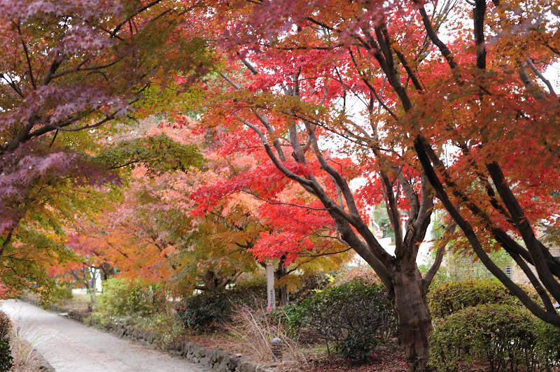 紅葉宇治上神社源氏物語博物館 叛徒在火星的日子 紅葉宇治上神社源氏物語博物館 叛徒在火星的日子