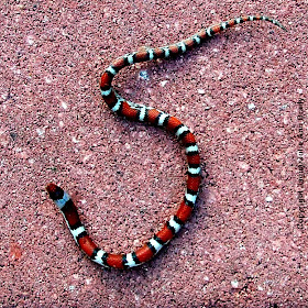 Florida Scarlet Snake aka Cemophora coccinea