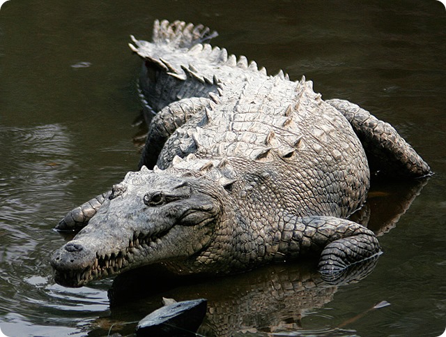 Crocodylus_acutus_mexico