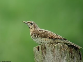 torcecuello euroasiatico Jynx torquilla