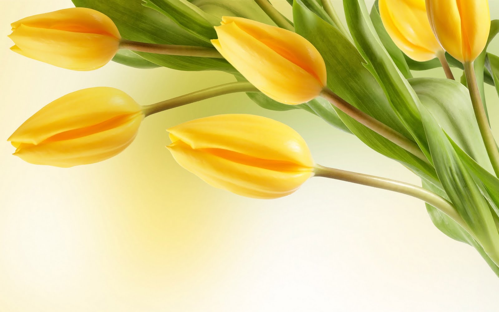 https://blogger.googleusercontent.com/img/b/R29vZ2xl/AVvXsEh9K8gQBaM7zMDlt90S5PfjQbJfEd8FYyiQimss86jdJ0letnW3PgusQq7LmaoD3ATd7Dg495drD0ImWbWexBSDkrQFE2c3eR0qLOj7ai7YGVMh5__O4YXlVaeSnd1MvlxPoY5-If9hvpQ/s1600/Tulip+flowers+wallpaper-3.jpg