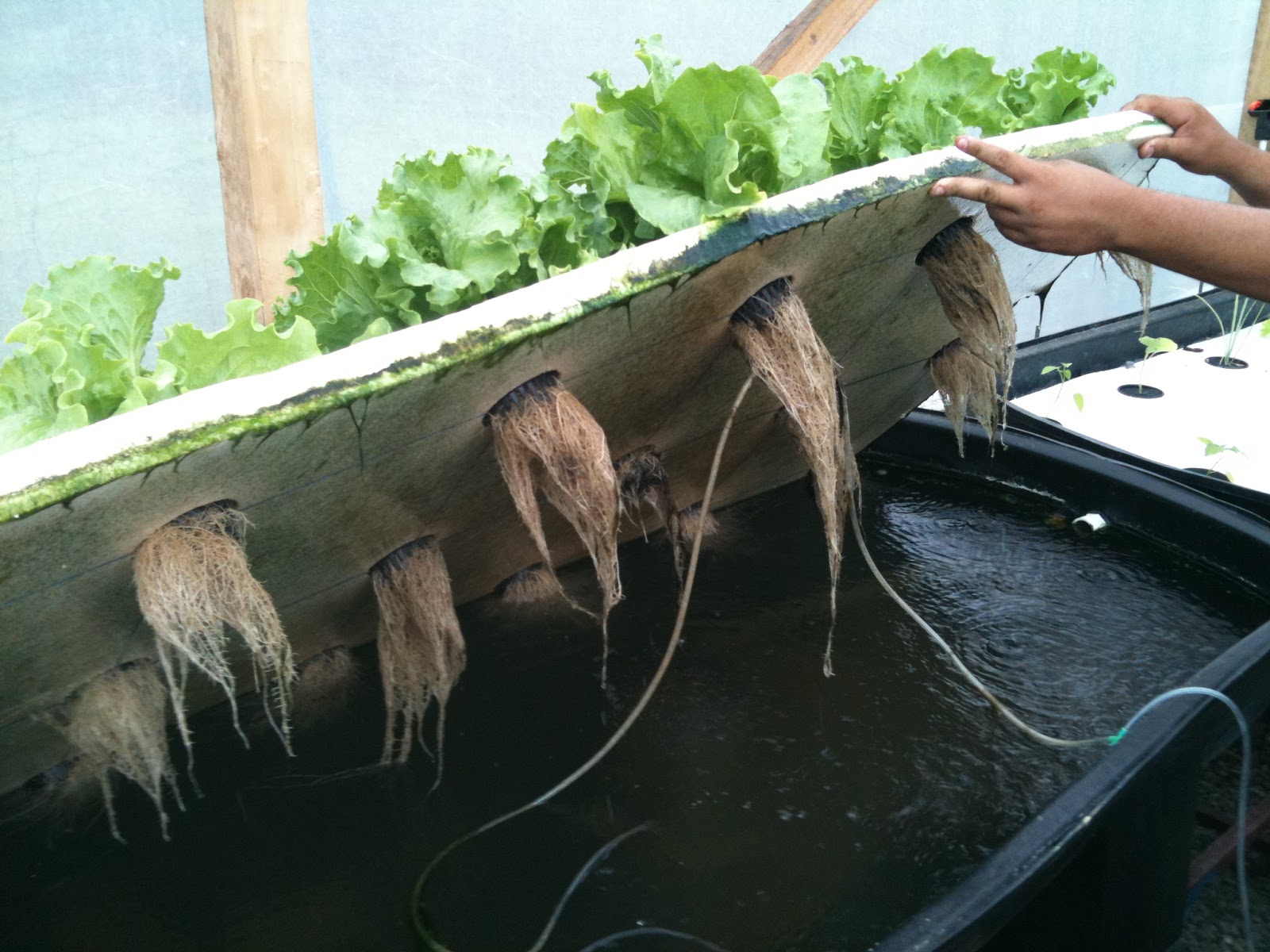 Aquaponics Floating Raft System