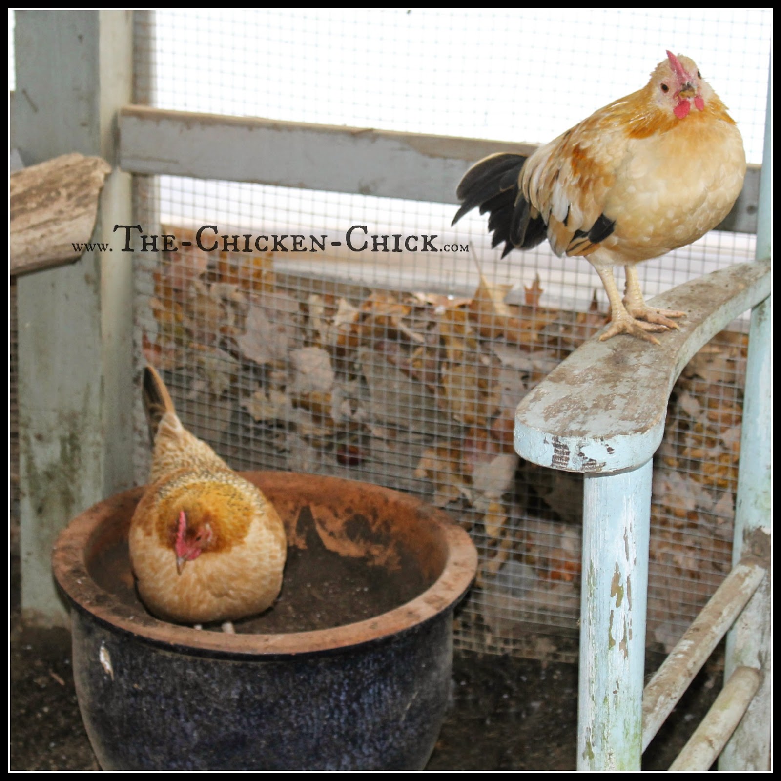 The Chicken Chick®: 20+ Winter Boredom Busters for 