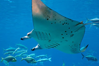 Diavol de Mare Gigant (Manta Ray)