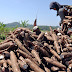 Singkong Petani Anjlok, Penyebabnya Karena Negara Impor