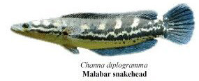 malabar snakehead
