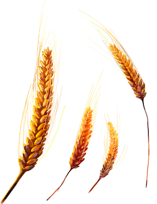 graham flour, khapli wheat flour, pillsbury atta, wheat chex
