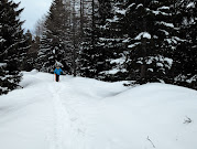 Tour delle Marmotte trail with fresh snow between trees