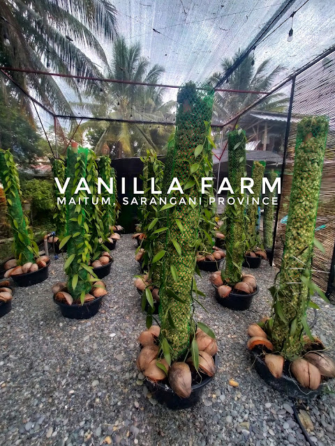 Melvin Awid’s vision for vanilla farming in Sarangani
