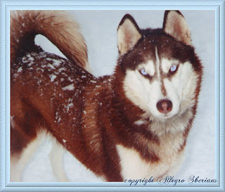 Image Result For Siberian Husky Rosso E Bianco