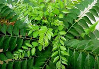 curry leaves