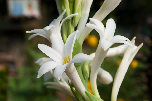 ফুলের পিকচার