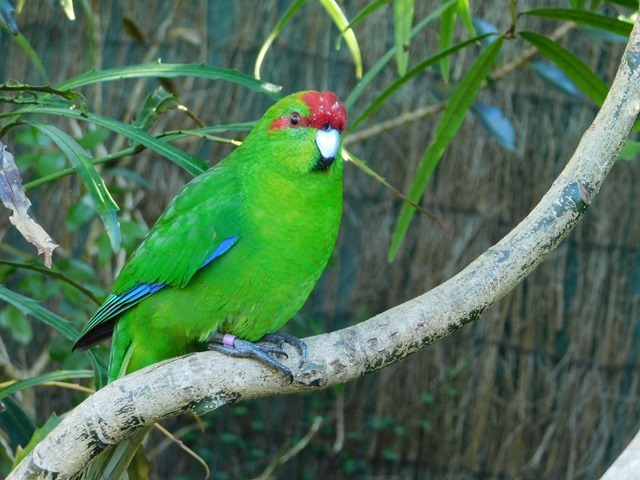 C075_NZ NI Mt Bruce Wildlife Centre_2018-04-27_DSCN9103