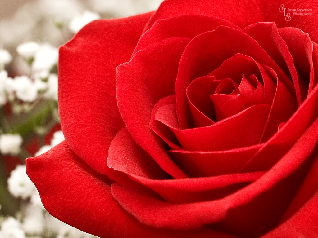 Red Rose Wallpaper