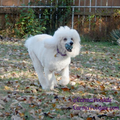 Carma Poodale running with the ball in her mouth