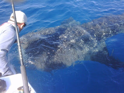 whale shark pictures. a mid size whale shark he