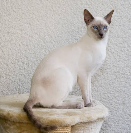 Siamese is a blue eye cat on the list of the smallest cat breeds in the world.