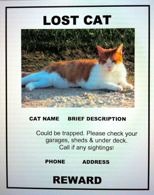 Lost Cat Finder Pet Detective Lost Cat Poster Example