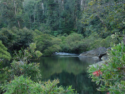 dangerous animals in rainforest. species of rainforest