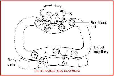 Difusi dan Respirasi ~ Kang Biology