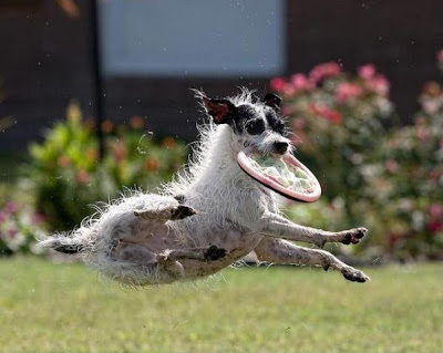 Flying Dogs Catching Frisbees Seen On www.cars-motors-modification.blogspot.com