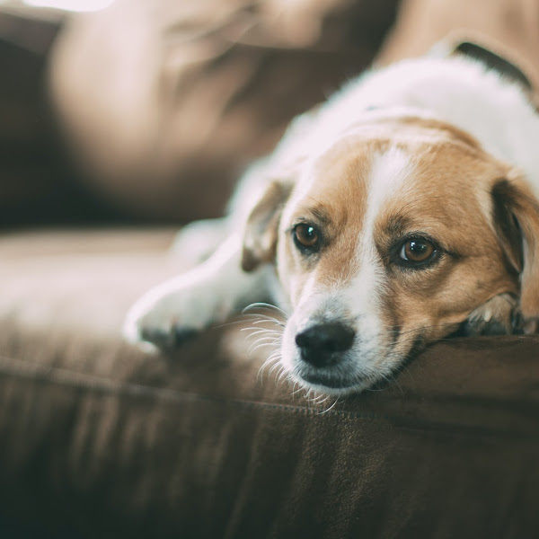 THE BEST AND WORST SOFA MATERIALS FOR PETS