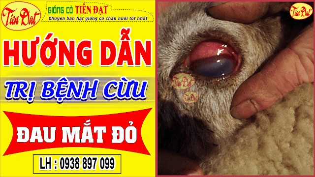 Bệnh đau mắt đỏ ở cừu - Điều trị trong một nốt nhạc