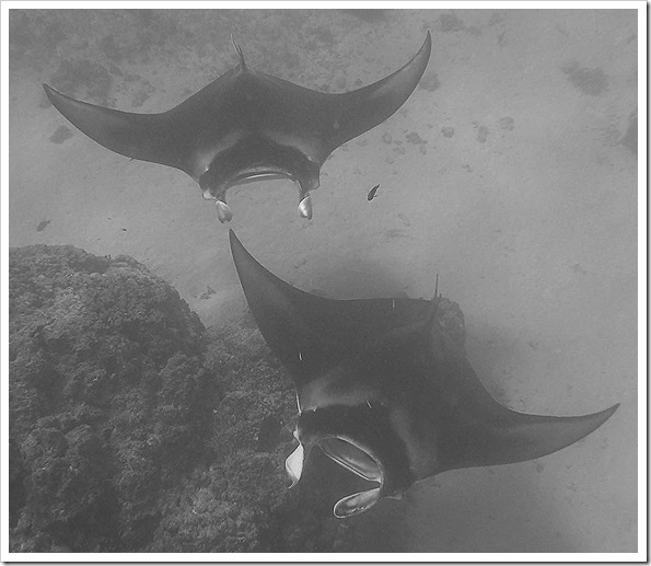 MANTAS!