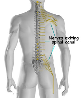 Spinal Nerve Root