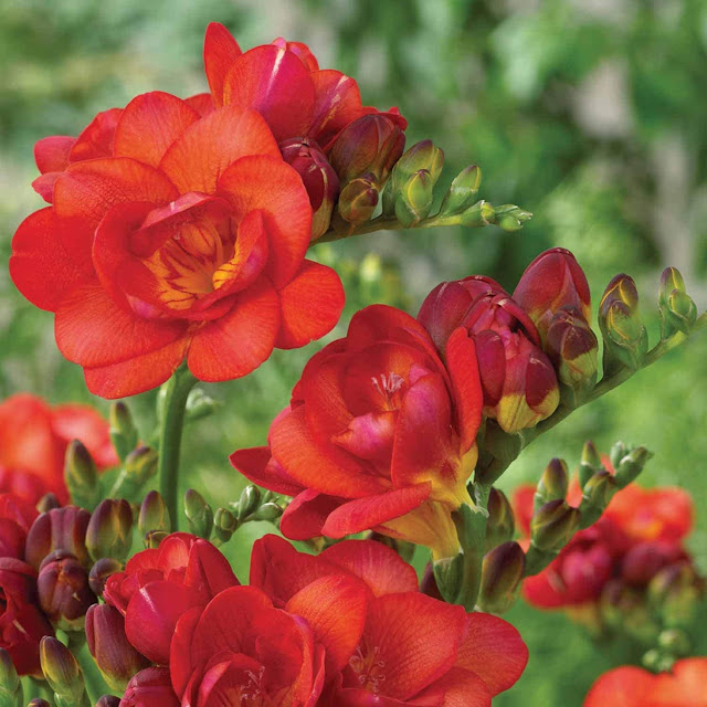 Freesia Bulb,Double red-(Fragrant) Excellent Cut Flowers (25 Bulbs)