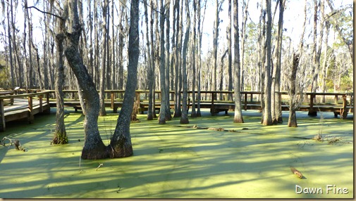 Magnolia Plantation_530