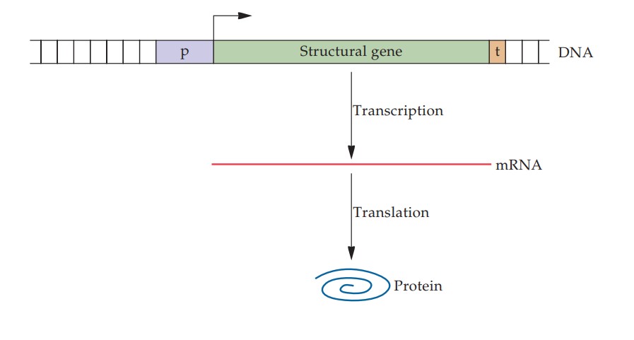 expression génétique