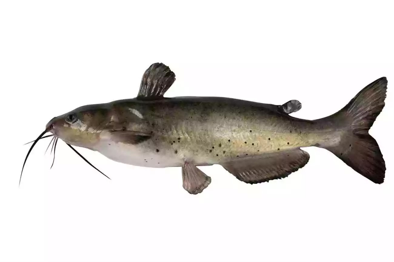 Ikan Gulper Catfish