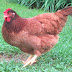 Laying Hen