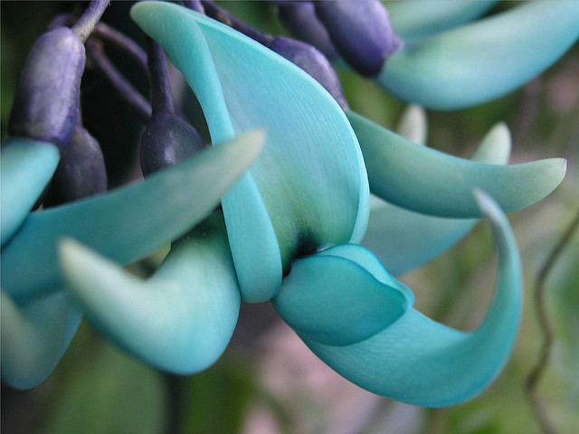 Top 10 Most Beautiful Flowers in the World, Jade vine