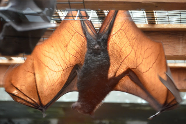 A flying fox hangs with its translucent wings spread.