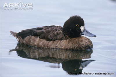 Lesser scaup