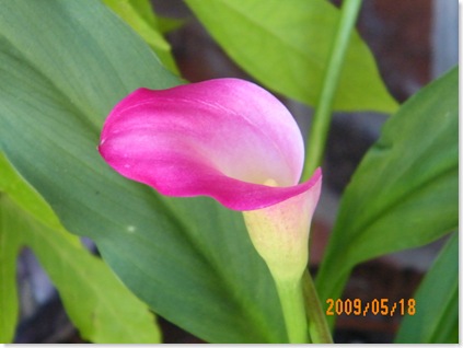 calla liy