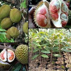 Bibit Durian Pelangi