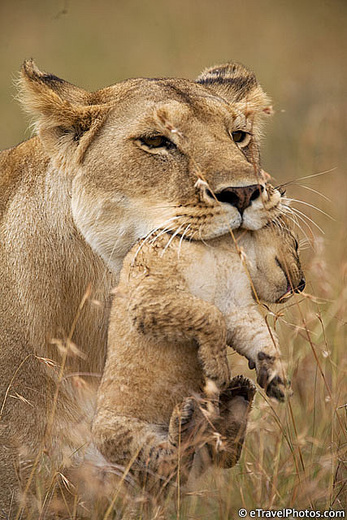 Lionesses Vs Crocodile. otherwise fierce lionesses