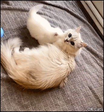 Cute Cat GIF • Fluffy cat battle: mama cat vs. her beloved kitty. They're so funny, playful and CUTE! [ok-cats.com]