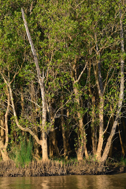 Avicennia marina